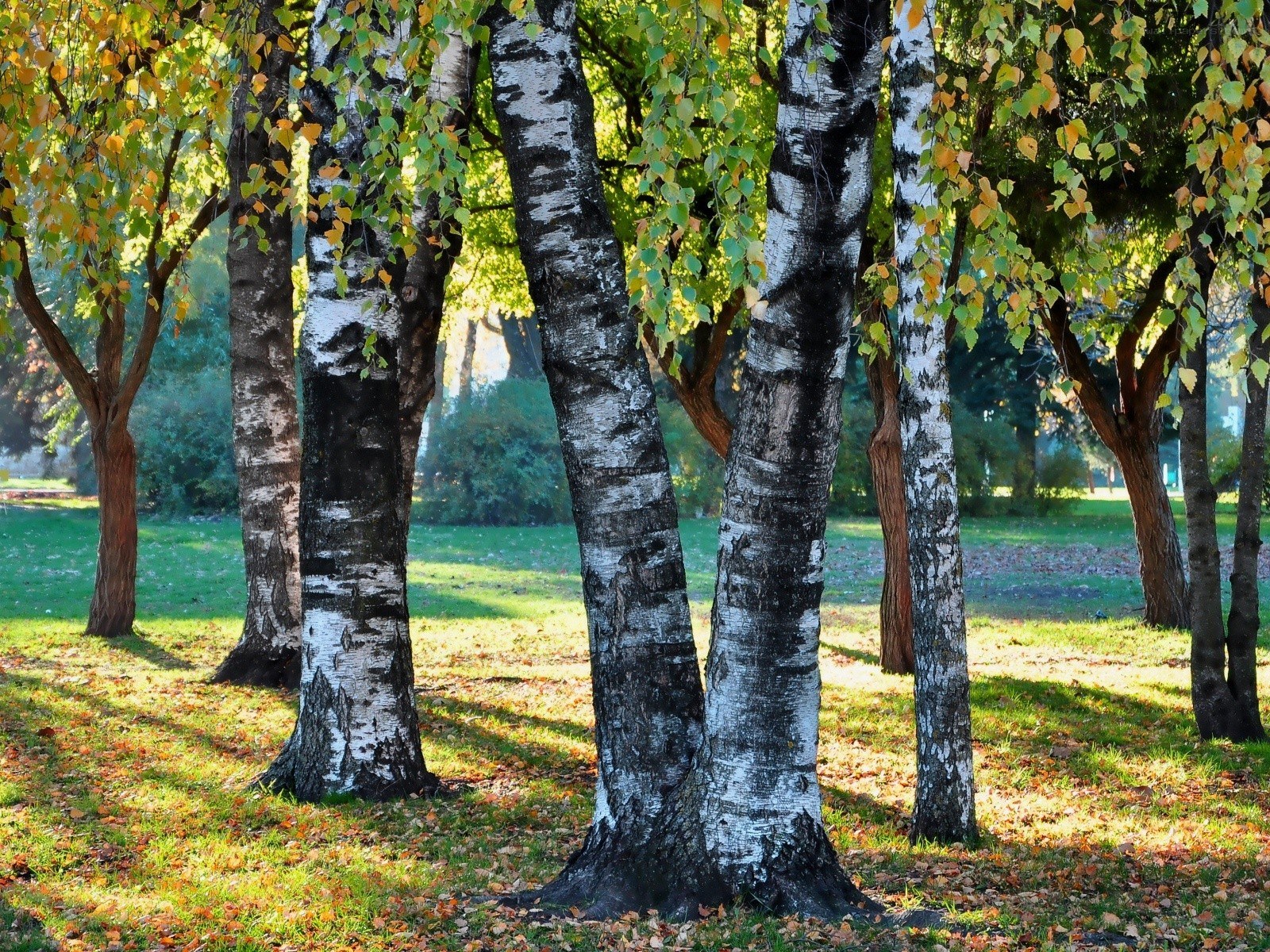 Birch trees in autumn park