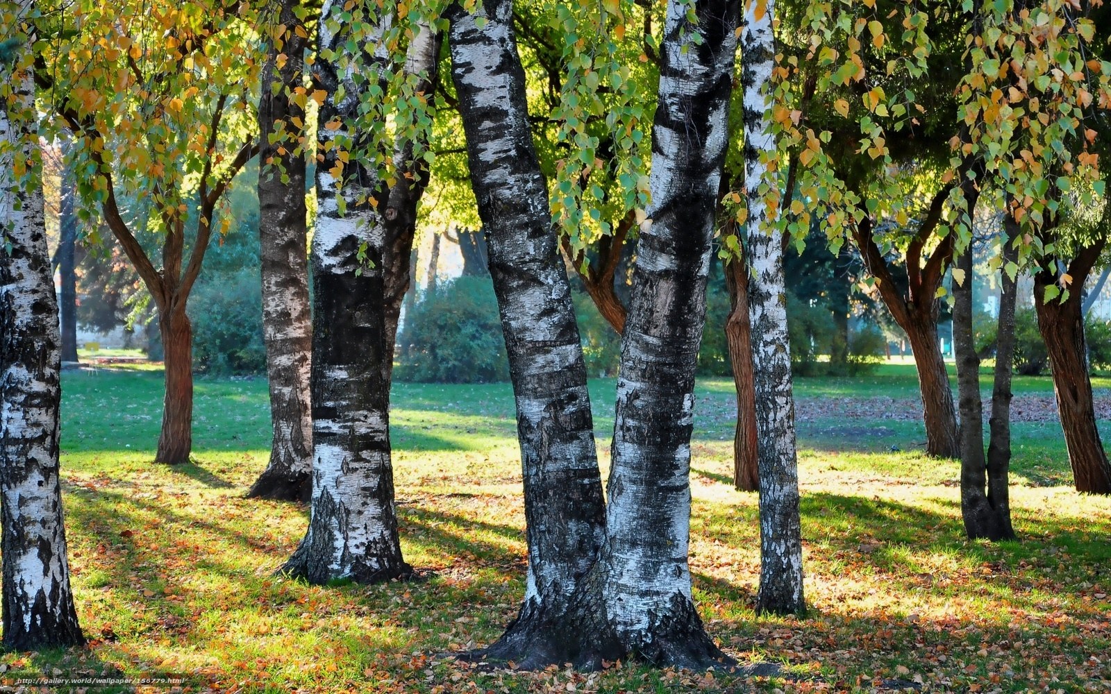 Birch trees in autumn park