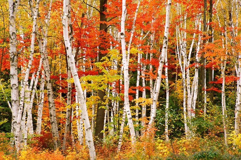 Birch Trees in Autumn — Red