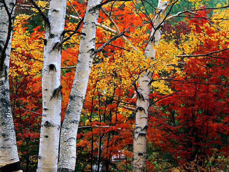 Birch Trees in Autumn — Red, Vibrant