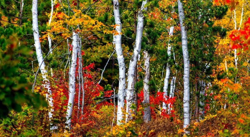 Birch Trees in Autumn — White