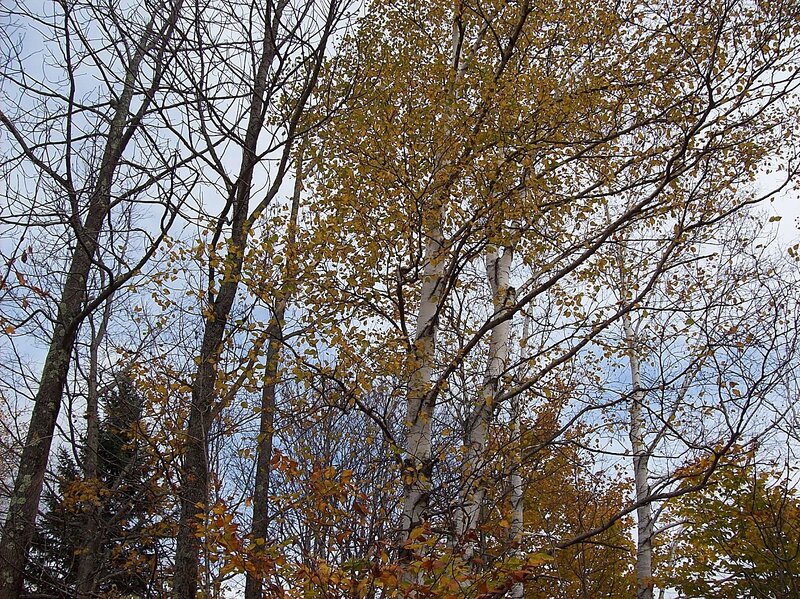 Birch Trees in Autumn — Yellow, Calm