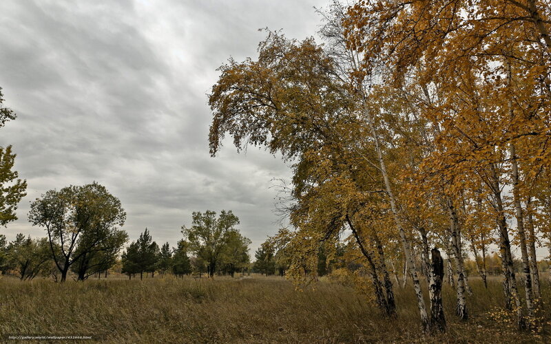 Birch Trees in Autumn — Yellow, Overcast