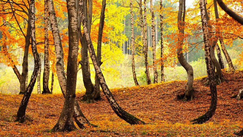 Birch Trees in Autumn — Yellow, Serene, Photograph, Fallen Leaves, Forest