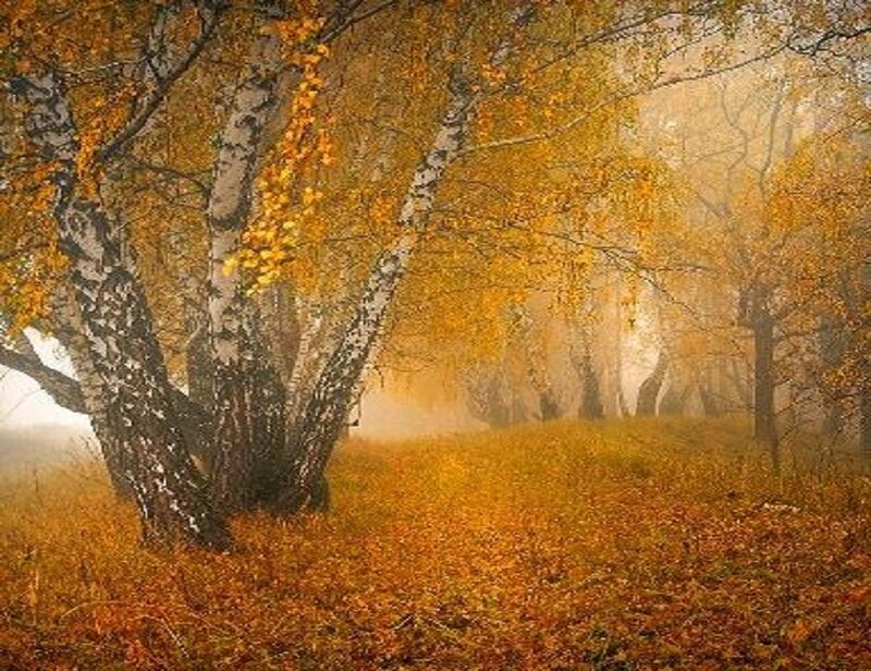 Birch Trees in Autumn — Yellow, Serene, Photograph, Fog