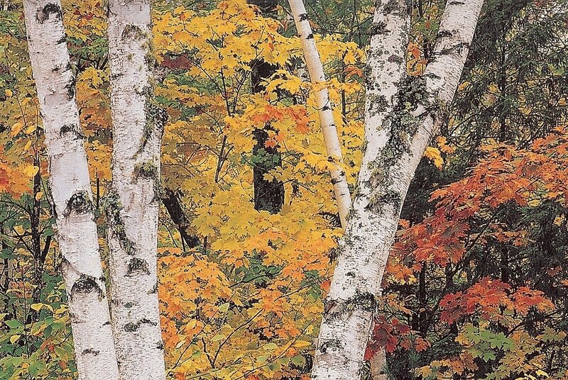 Birch Trees in Autumn — Yellow, Serene, Photograph, Leaves, Forest, White