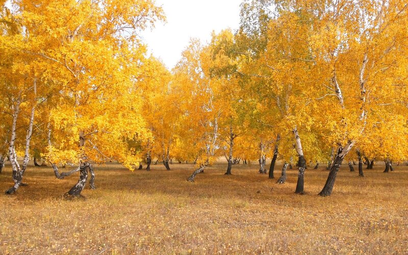 Birch Trees in Autumn — Yellow, Serene, Photograph, Leaves, Ground