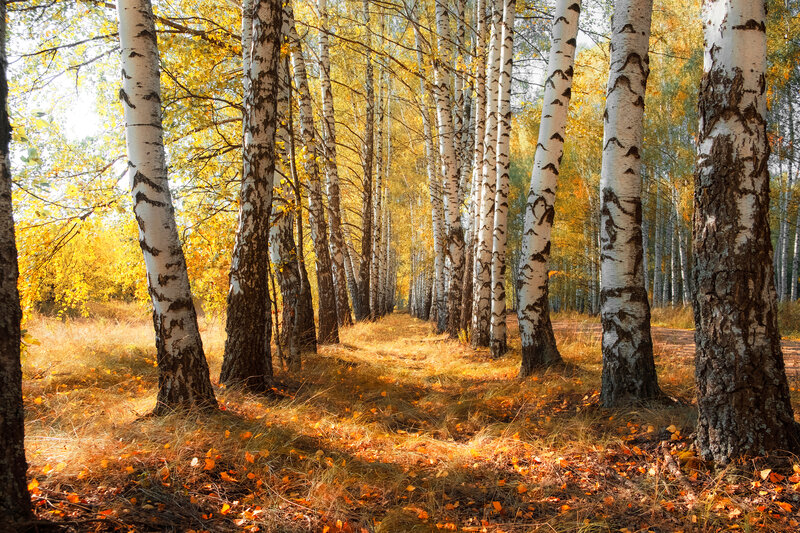 Birch Trees in Autumn — Yellow, Serene, Photograph, Leaves, Sunlight