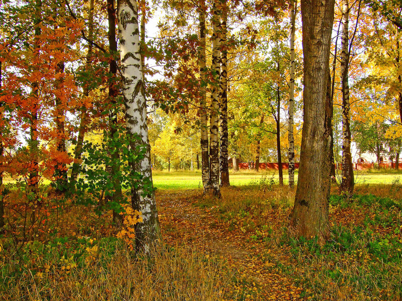 Birch Trees in Autumn — Yellow, Serene, Photograph, Path