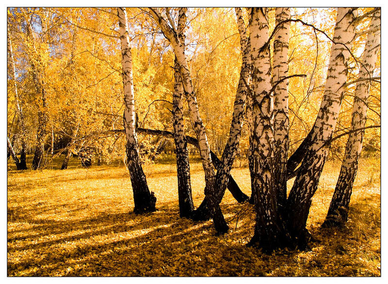 Birch Trees in Autumn — Yellow, Serene, Photograph