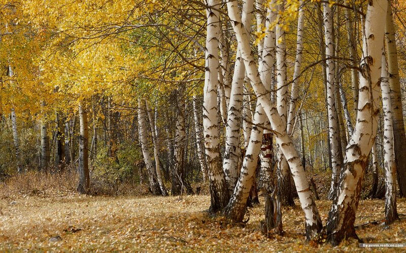 Birch Trees in Autumn — Yellow, Serene, Photograph, Yellow Leaves