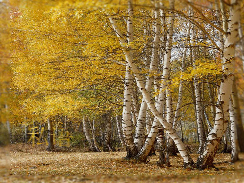 Birch Trees in Autumn — Yellow