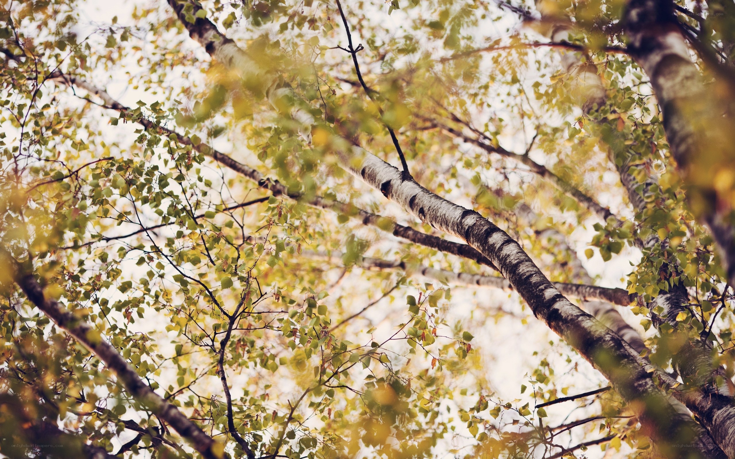 Birch trees in autumn