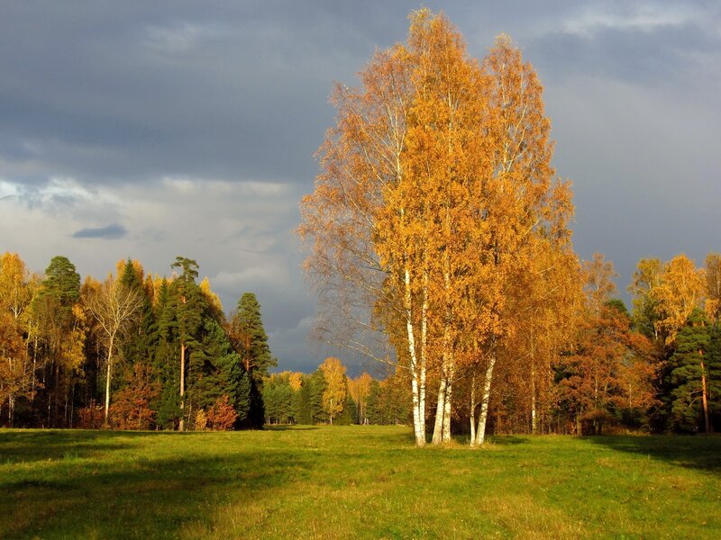 Birch Trees in Field — Green, Dramatic