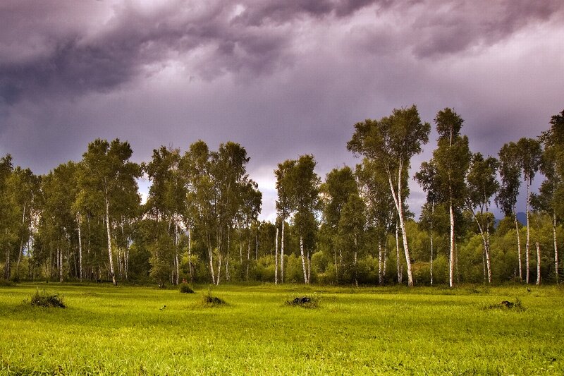 Birch Trees in Field — Green