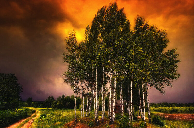 Birch Trees in Field