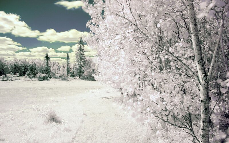 Birch Trees in Field — White, Serene, Spring