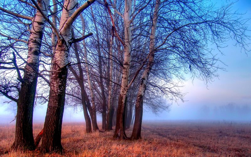 Birch Trees in Fog — Blue