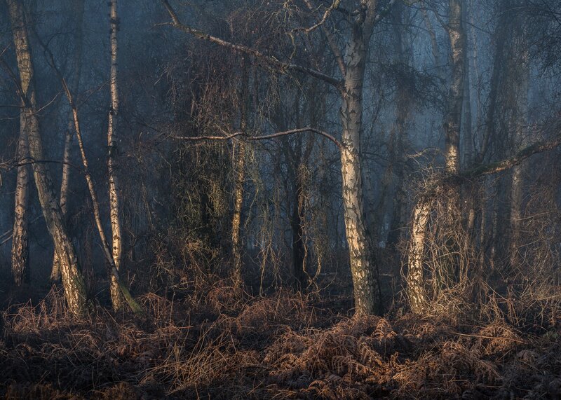 Birch Trees in Fog — Brown