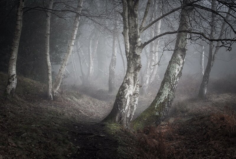 Birch Trees in Fog — Gray, Misty