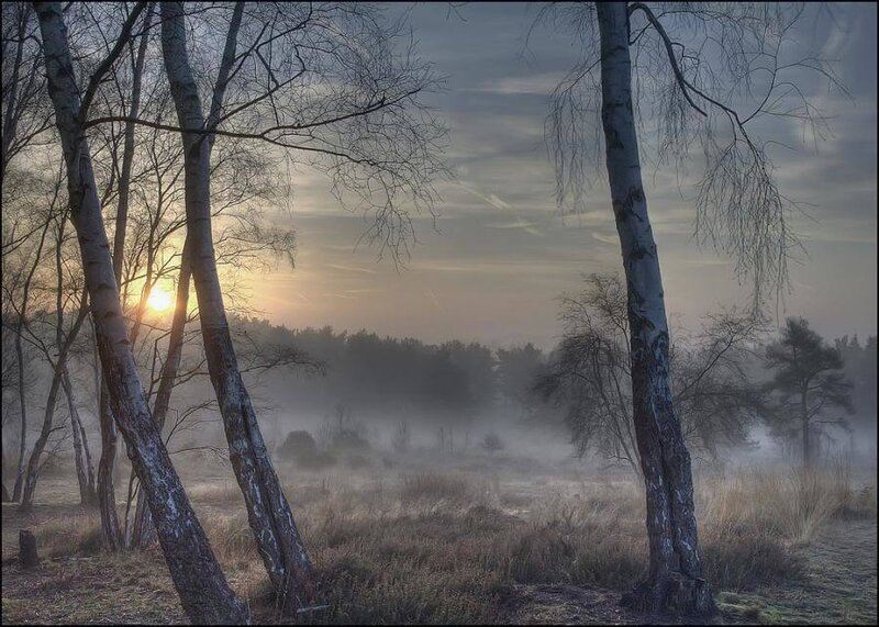 Birch Trees in Fog — Gray