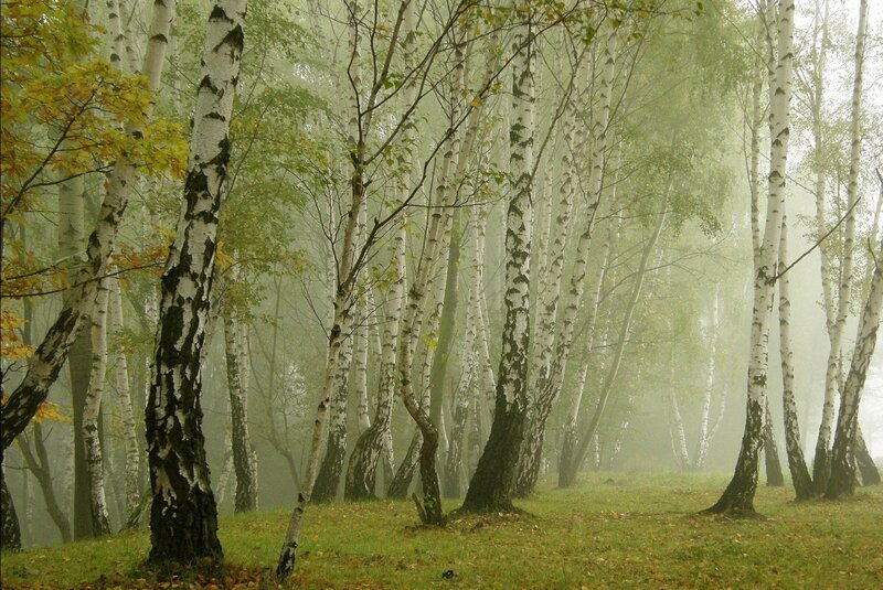 Birch Trees in Fog — Green, Misty, Autumn, Photograph, Grass