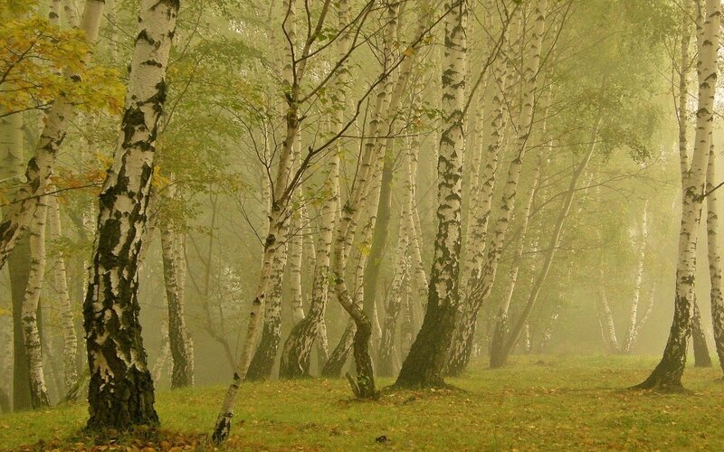 Birch Trees in Fog — Green, Misty, Autumn, Photograph