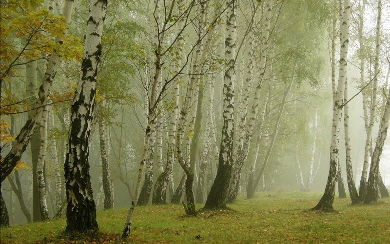 Birch Trees in Fog — Green, Misty, Autumn