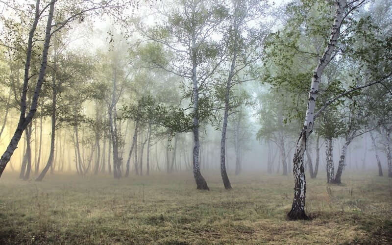 Birch Trees in Fog — Green, Misty, Morning, Photograph