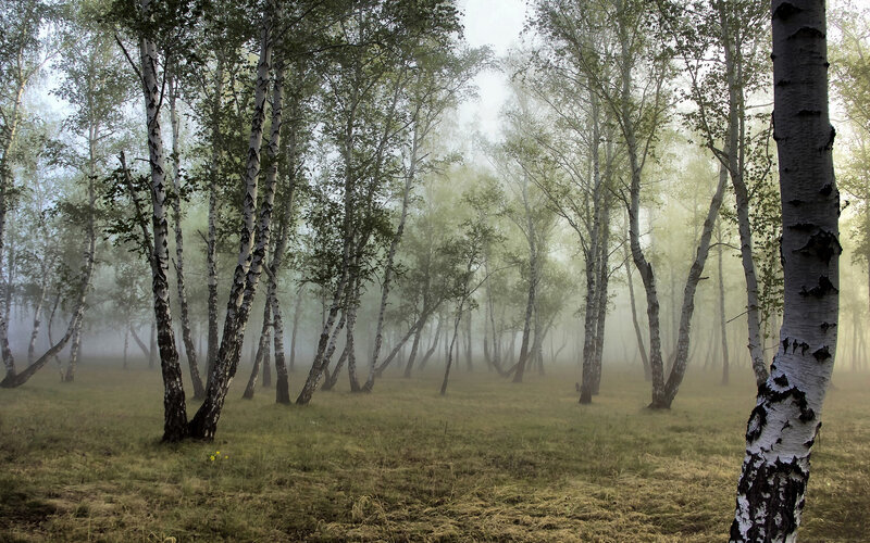 Birch Trees in Fog — Green, Misty