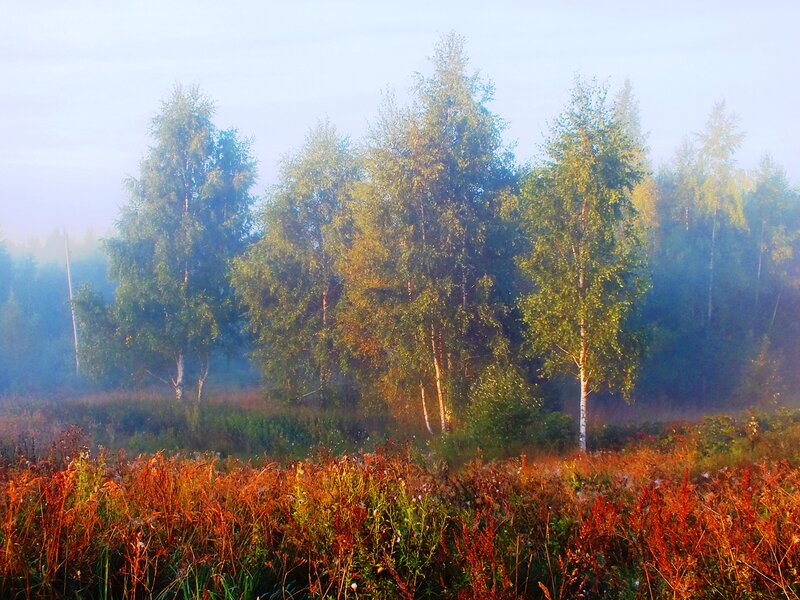 Birch Trees in Fog — Green, Serene