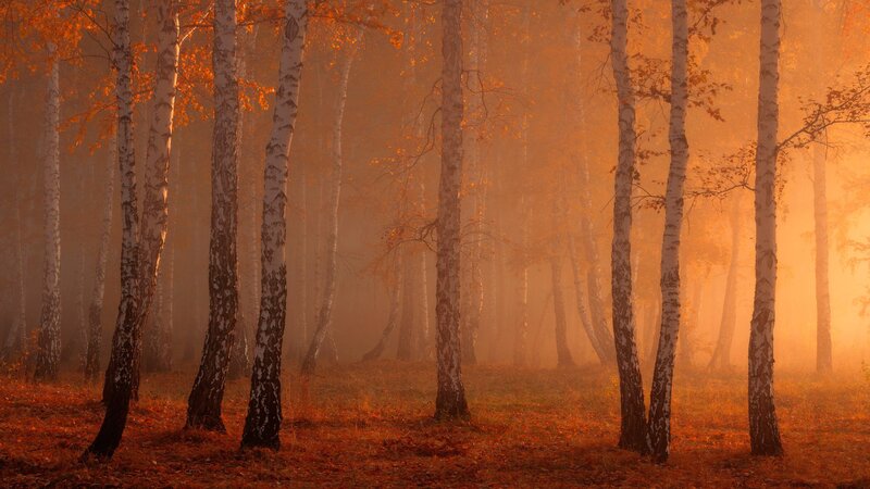 Birch Trees in Fog — Orange, Serene
