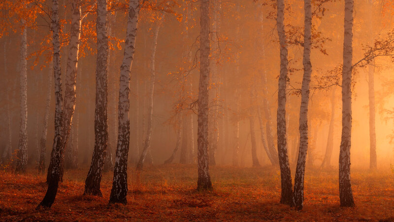 Birch Trees in Fog — Orange