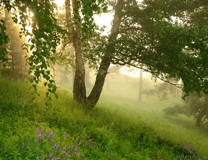 Birch Trees in Fog