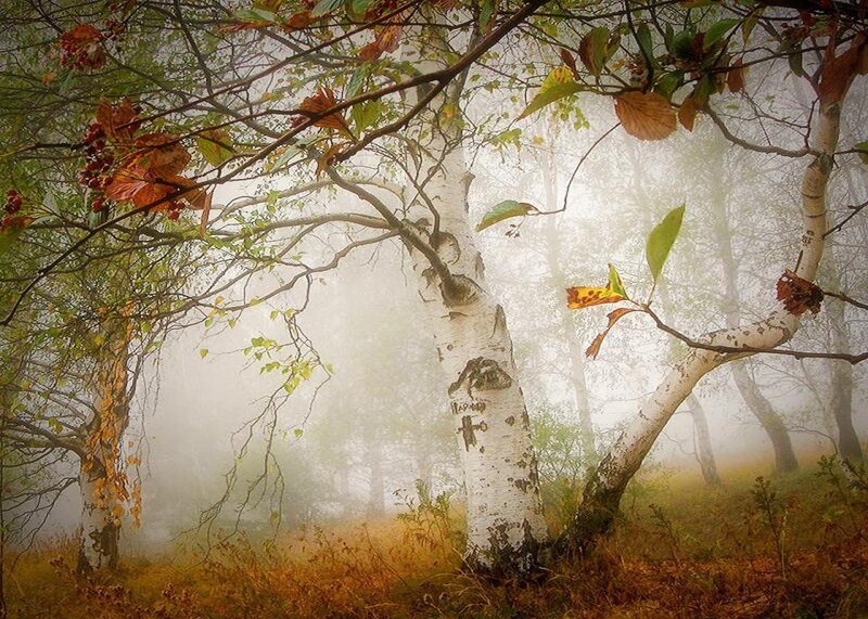 Birch Trees in Fog — White, Misty, Autumn