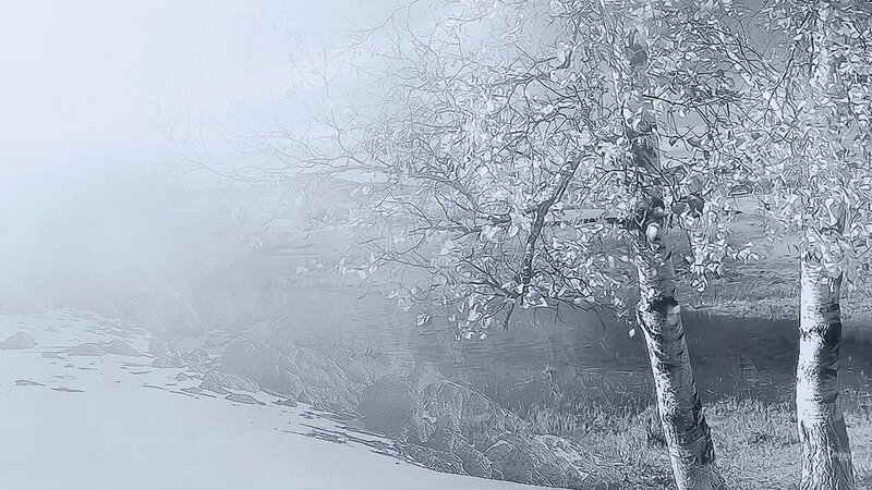 Birch Trees in Fog — White, Misty