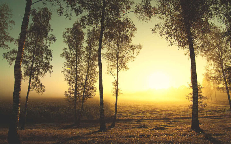 Birch Trees in Fog — Yellow, Serene, Sunrise, Photograph