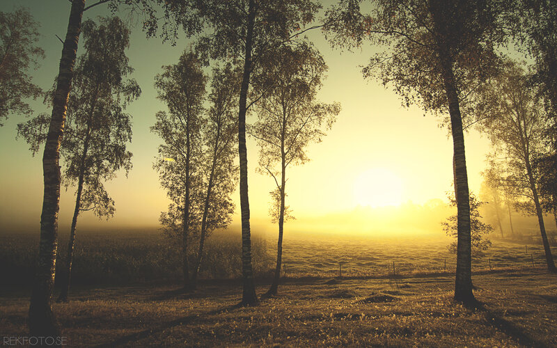 Birch Trees in Fog — Yellow, Serene