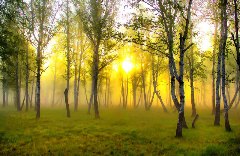 Birch Trees in Fog — Yellow