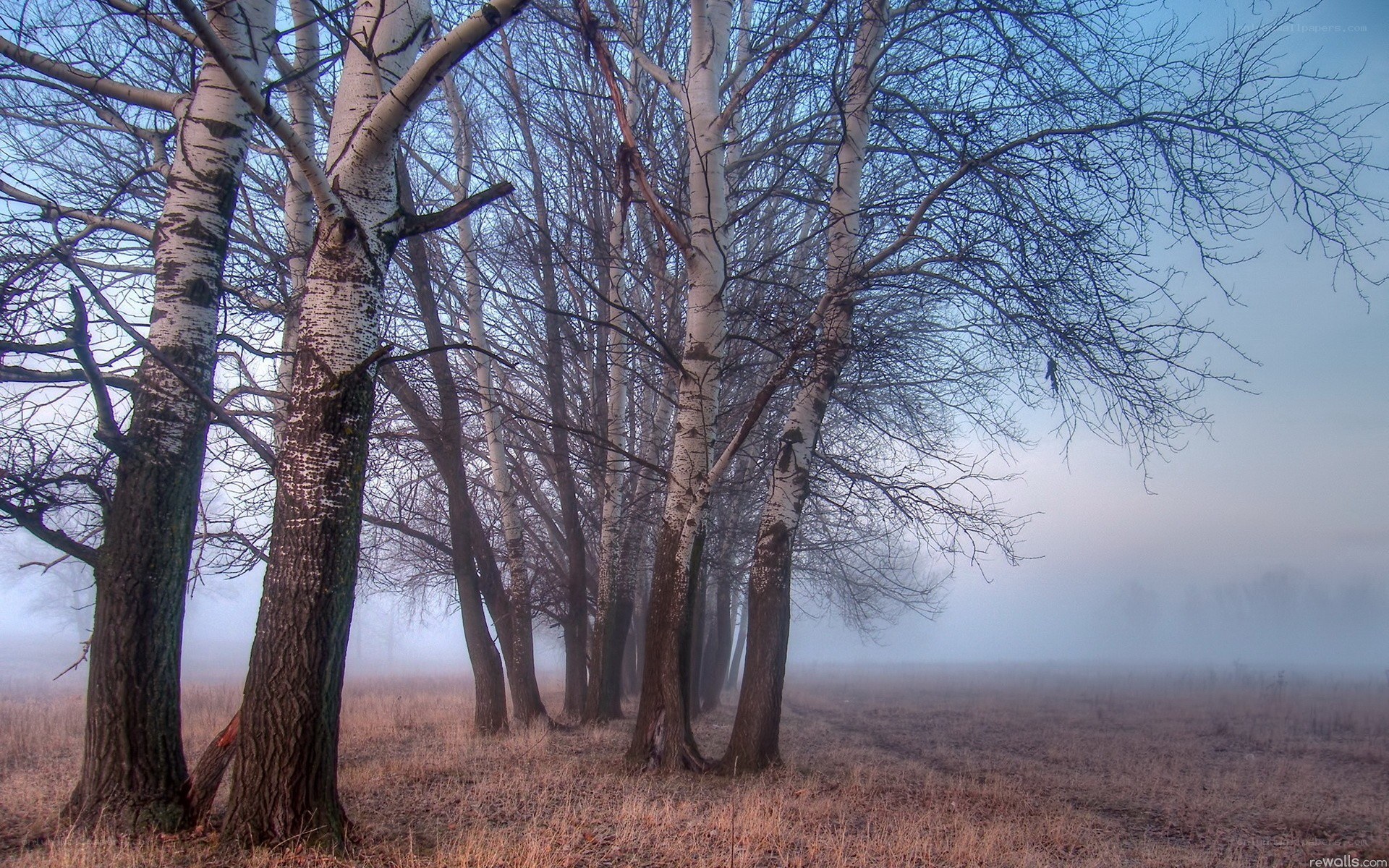 Birch trees in foggy field