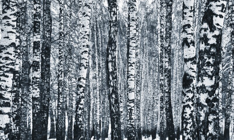 Birch Trees in Forest — Black, Serene