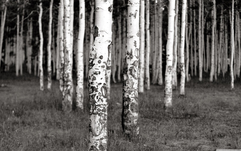 Birch Trees in Forest — Black