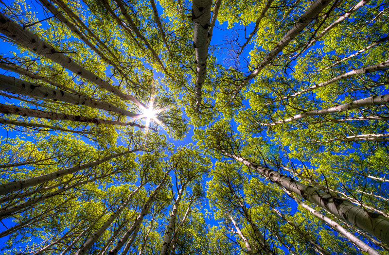 Birch Trees in Forest — Blue