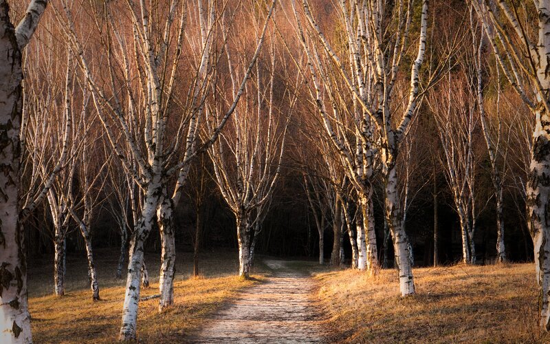 Birch Trees in Forest — Brown, Serene, Sunset, Photograph