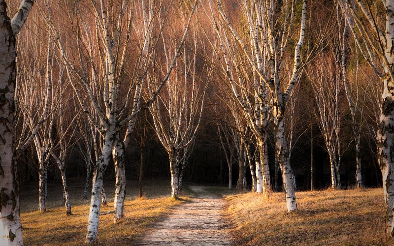 Birch Trees in Forest — Brown, Serene, Sunset