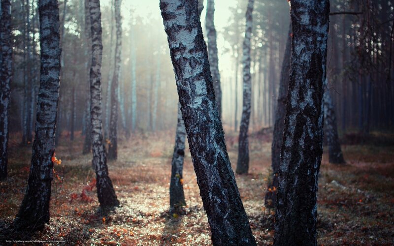 Birch Trees in Forest — Brown, Serene