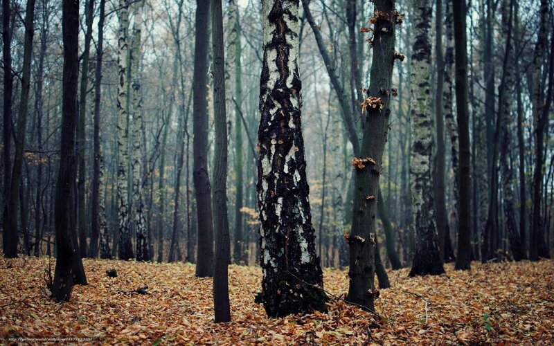 Birch Trees in Forest — Brown, Somber