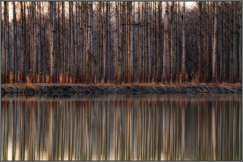 Birch Trees in Forest — Brown