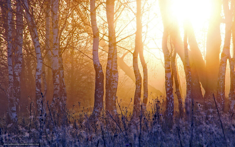 Birch Trees in Forest — Gold, Serene, Sunrise