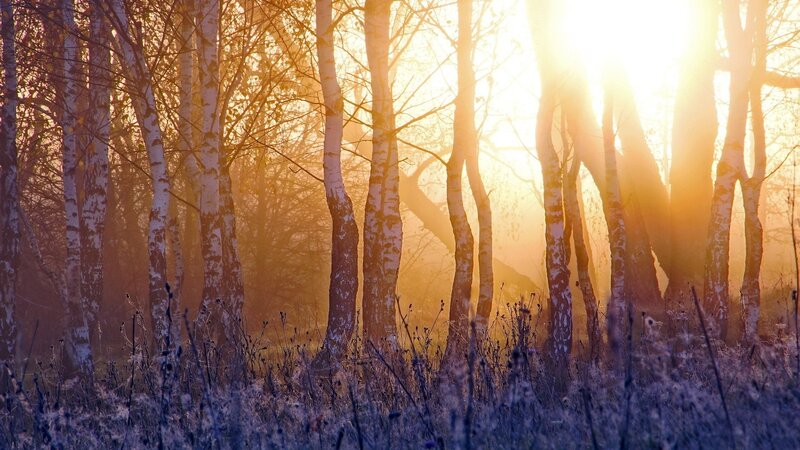 Birch Trees in Forest — Gold, Serene, Sunset
